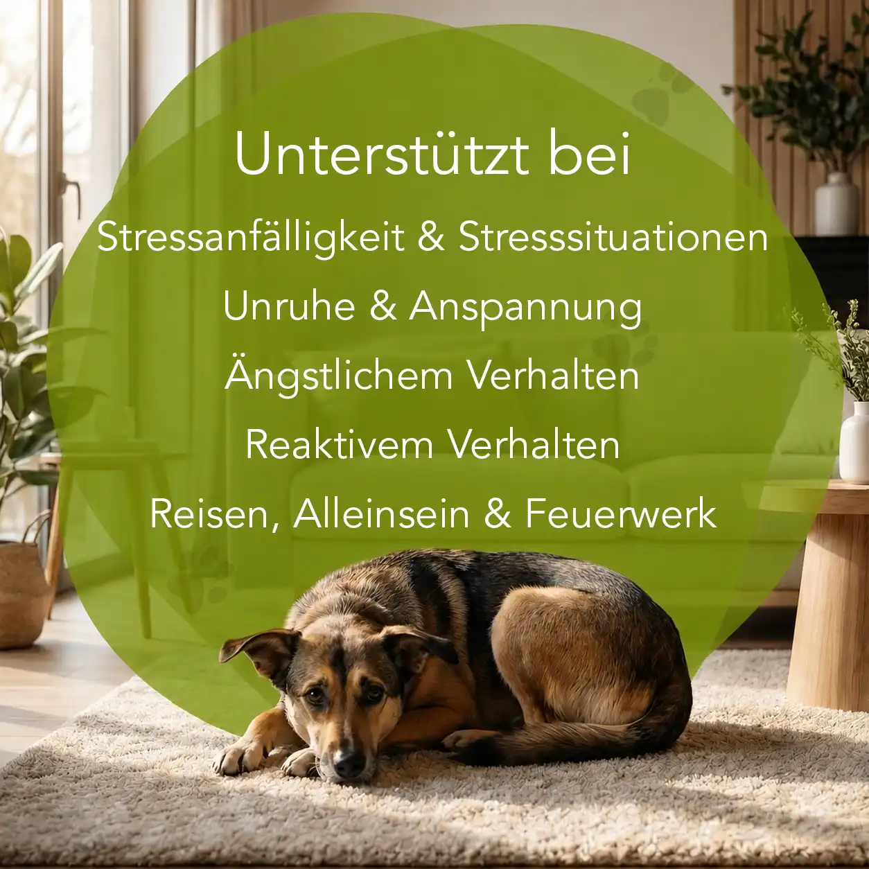 Verhaltensbalance - Hunde – Bild 2