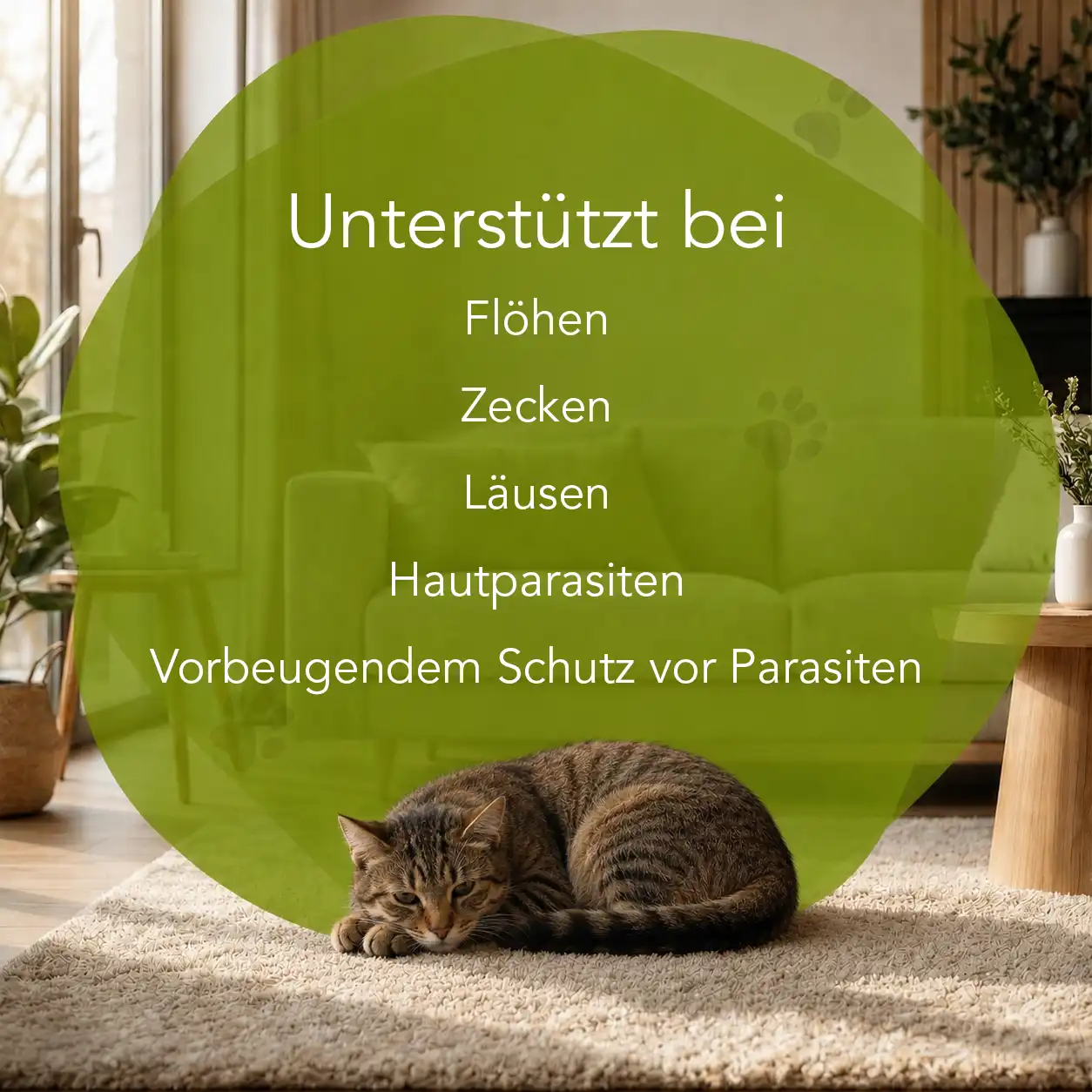 Flöhe und Zecken - Flohmittel für Katzen – Bild 2
