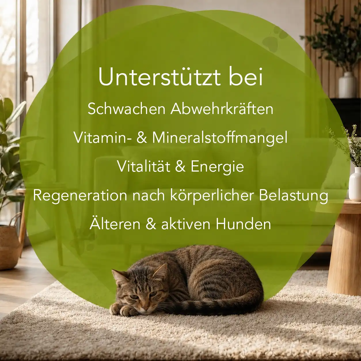 Multivitamin - Katzen – Bild 2