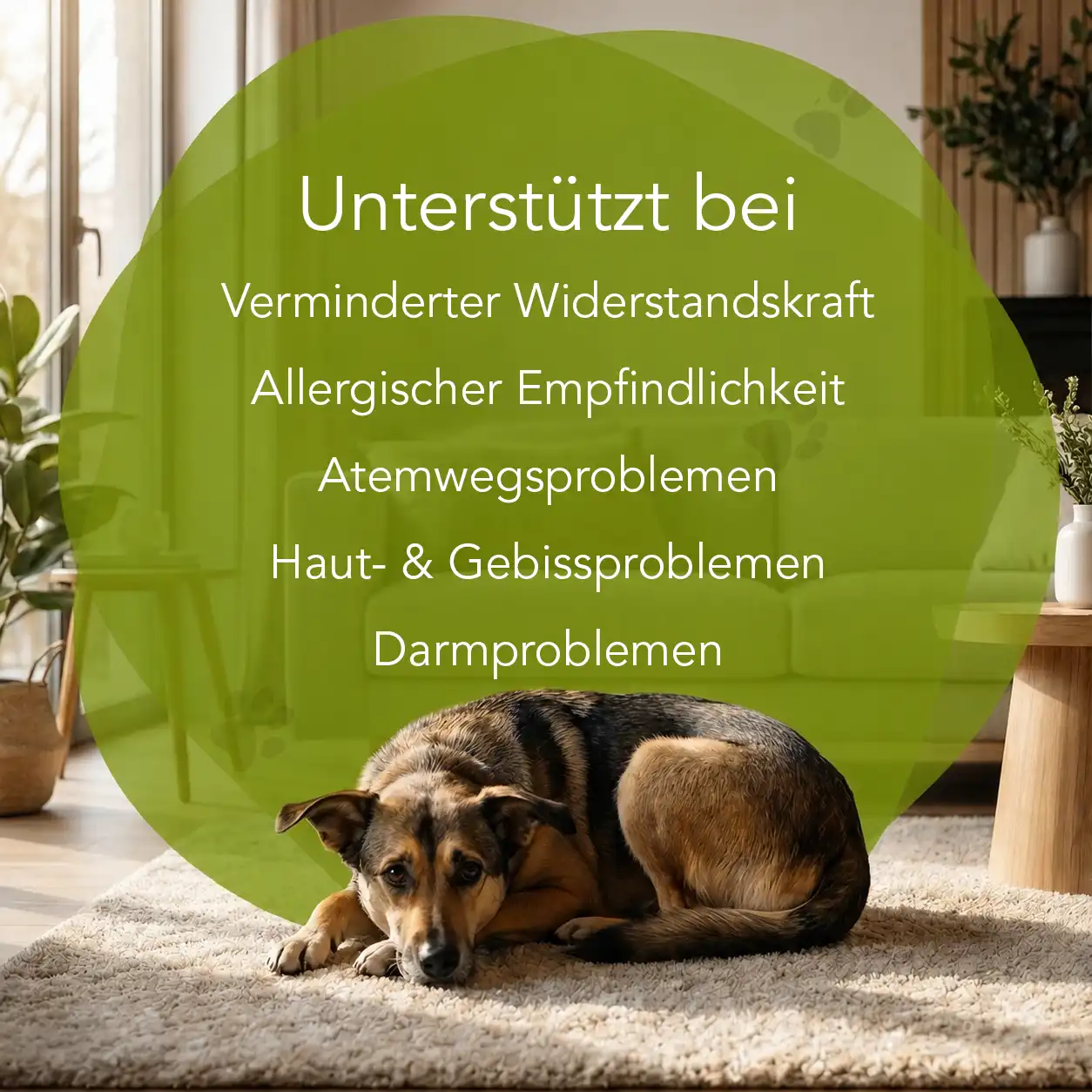 Propolis - Hunde – Bild 2