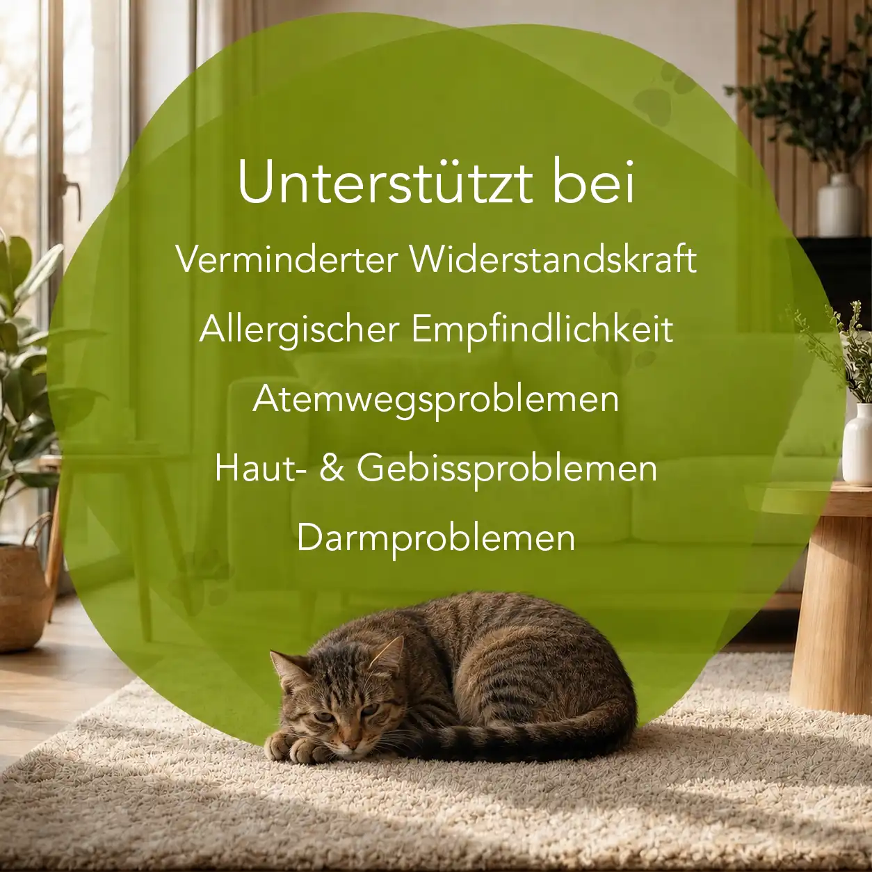 Propolis - Katzen – Bild 2