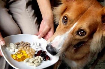 Vitamine für Hunde zur Stärkung des Immunsystems