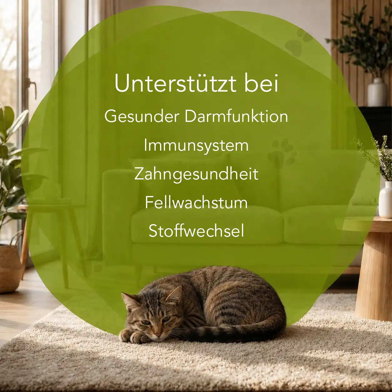 Organimal Meeresalgen - Katzen – Bild 2