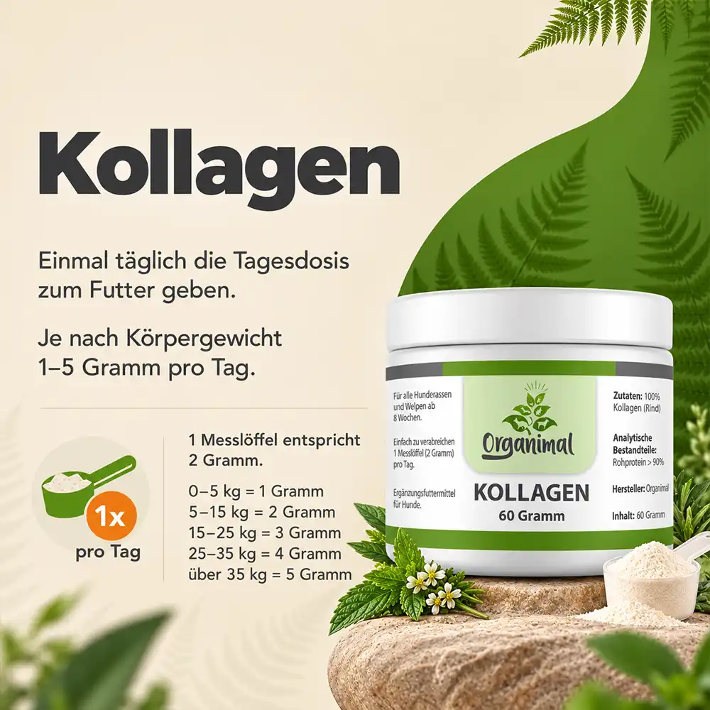 Kollagen - Katzen – Bild 4