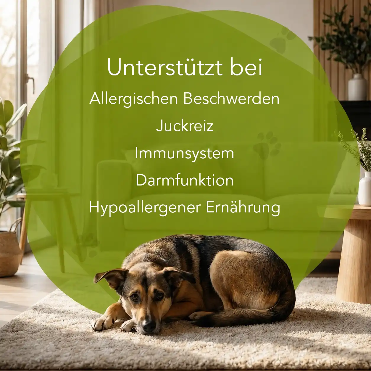 Allergiekräuter - Hunde – Bild 3
