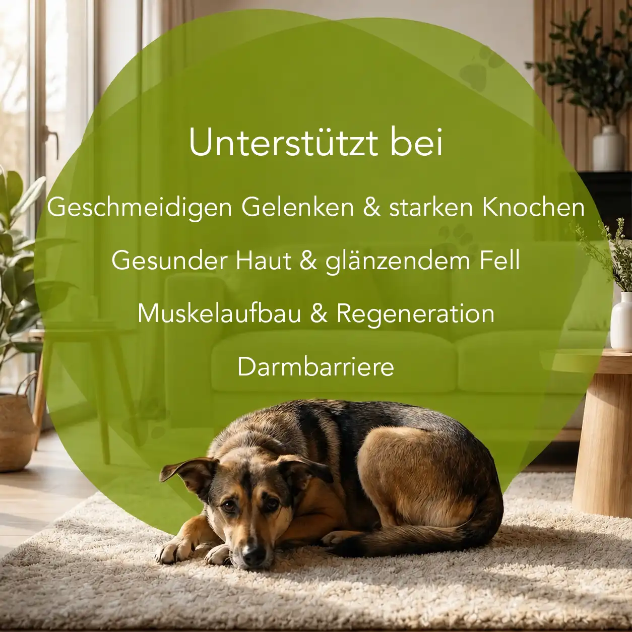 Kollagen - Hunde – Bild 2