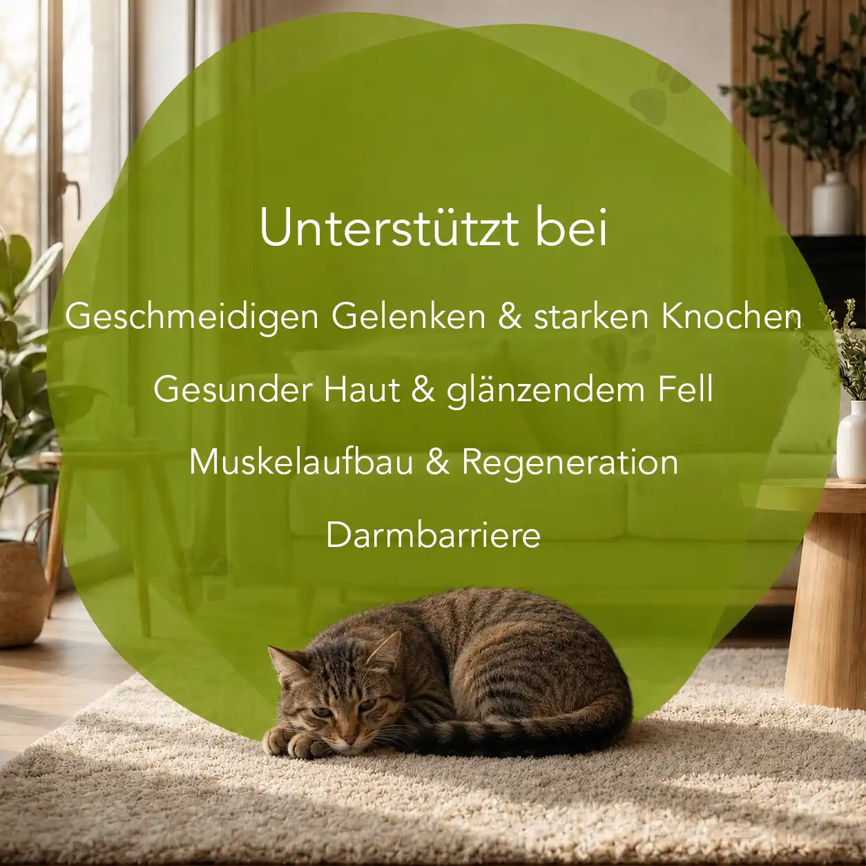 Kollagen - Katzen – Bild 2