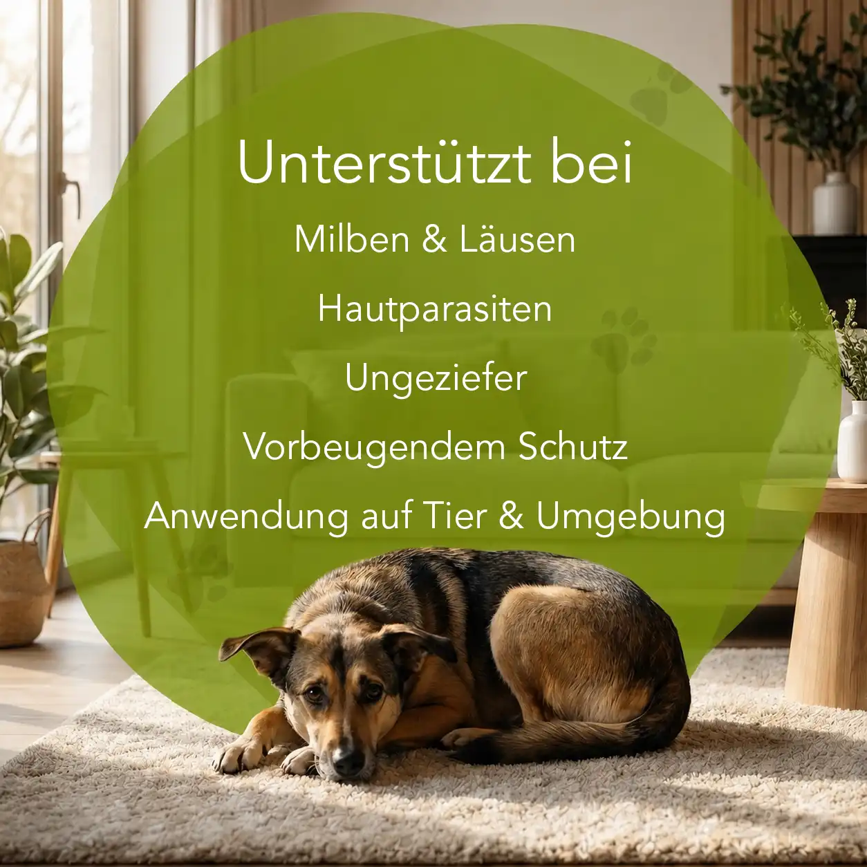 Milben und Läuse - Hunde – Bild 2