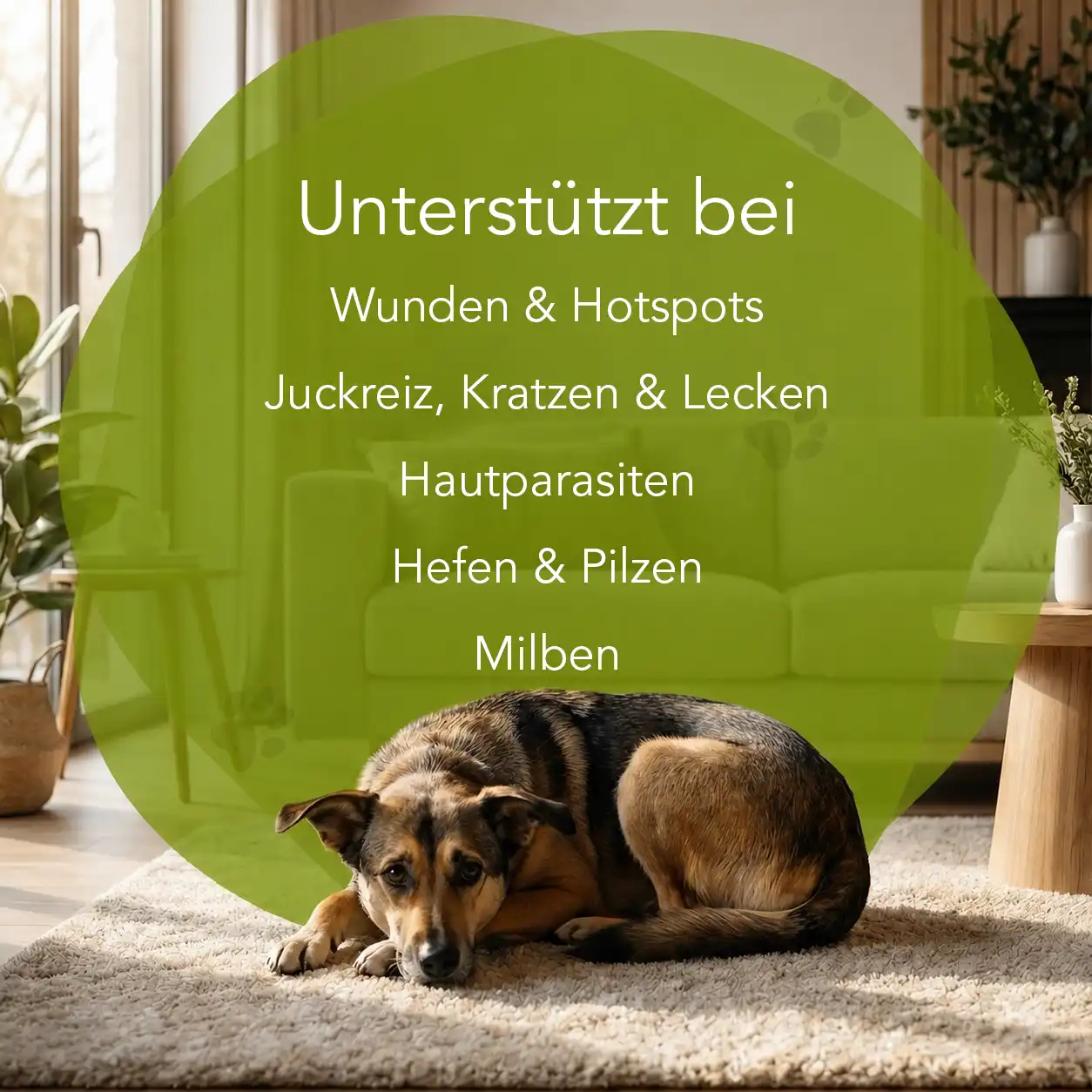 Hautspray - Hunde – Bild 2