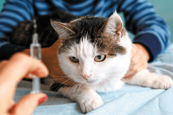 Antibiotika für Katzen
