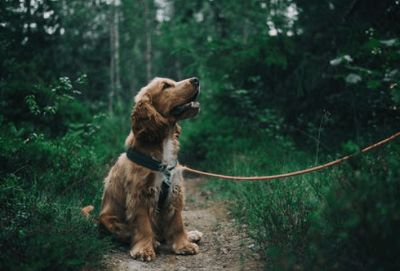 Blasenentzündung bei Hunden