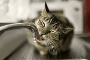 Blasenentzündung bei Katzen