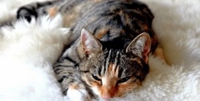 Schmerzmittel Katzen