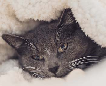 Erkältung bei Katzen