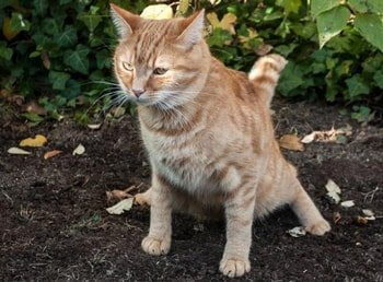 Verstopfung Katze