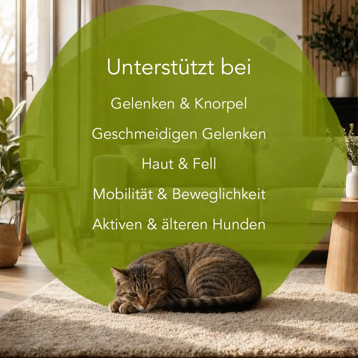 Organimal Grünschalmuschel – Katzen – Bild 2