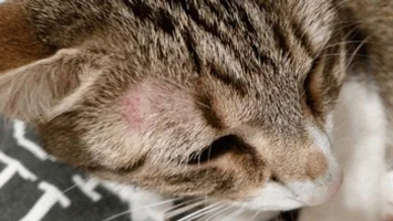 Haarausfall bei Katzen (Alopezie)