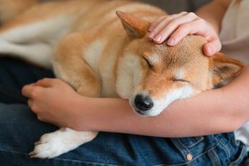 Ohrenschmalz Hund