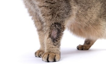 Ringelflechte Katze