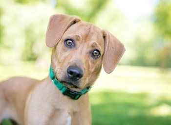 Augentropfen Hunde – Anwendung und hilfreiche Informationen
