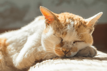 Entwurmen Katze