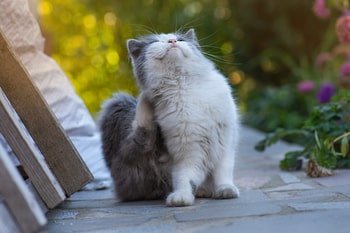 Flohmittel Katze
