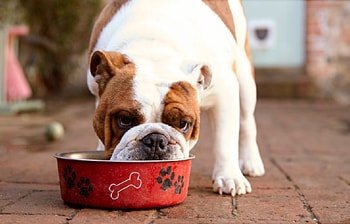 Futtermittelallergie Hund