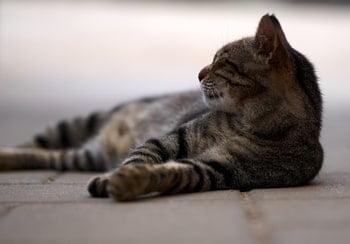 Giardien Katze