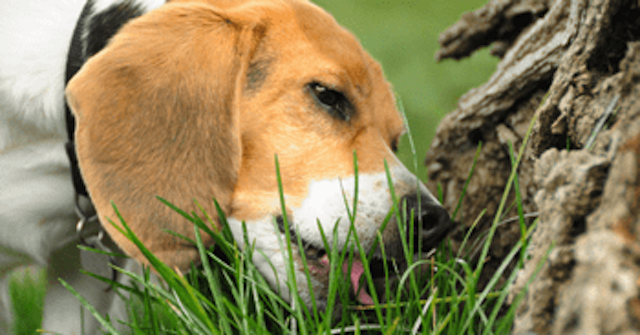Hund frisst Gras
