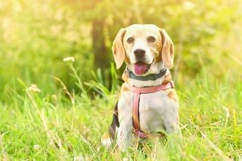 Ohrentropfen Hund