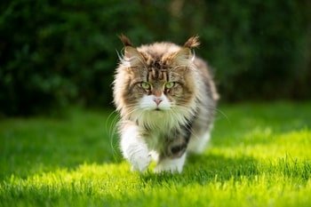 Abszess Katze
