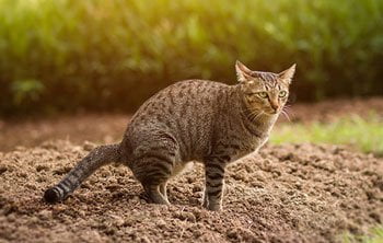 Blut im Stuhl Katze