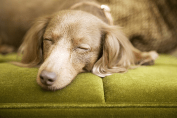 Cushing-Syndrom Hund