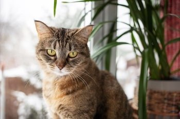 Fischöl Katze