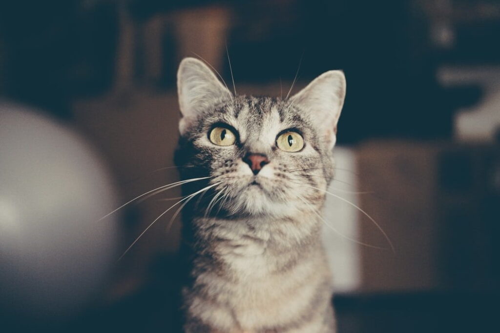 Flöhe bei Katzen