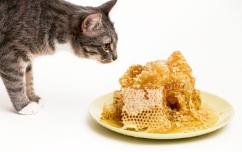Honigsalbe Katze