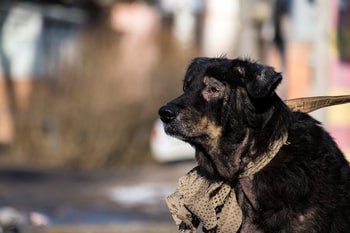 Kahle Stellen Hund