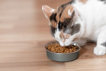 Omega-3 Katze