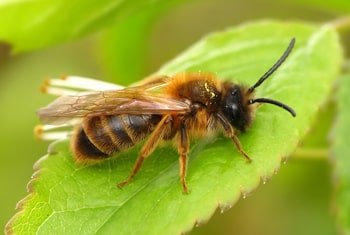Propolis Katze