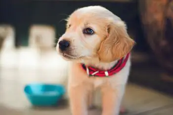 Rückwärtsniesen Hund