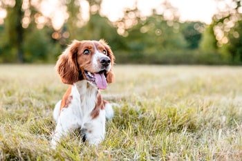 Tränenflecken Hund