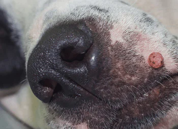 Warzen bei Hunden