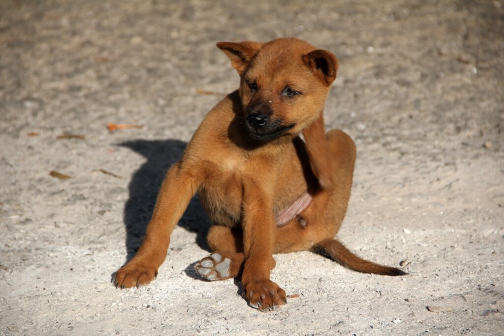 Flöhe bei Hunden bekämpfen & vorbeugen: Tipps zur Flohbekämpfung